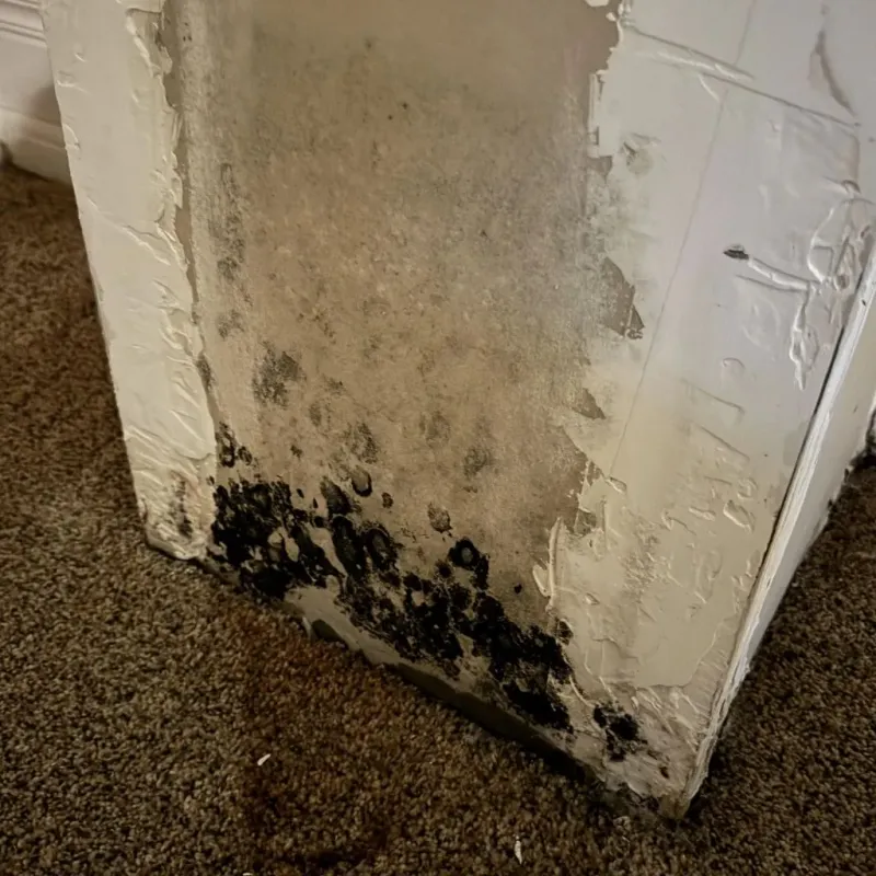 Professional Mold Removal in Forest City, NC